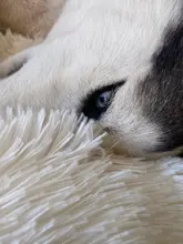 Saco de dormir en invierno para mascotas, caseta de lecho de gatos y perros supersuave, saco de dormir largo y afelpado para cachorros, esterilla portátil, tamaño de 46/50/60cm