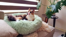 Pet bed for dog donut bed plush cat bed accessories kennels for dogs mascotas productos