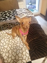 Dog-Collar Engraved Name-Tag Braided Dog Puppy Dogs Small Personalized Free-Bell 