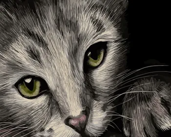 

Painting by Numbers Premium: Cat look