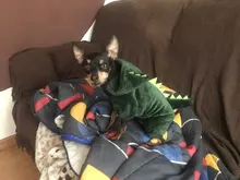 Mono para Perro suave y cálido, pijama de lana para mascotas, Ropa para perros, abrigo, chaqueta, Chihuahua, Yorkshire