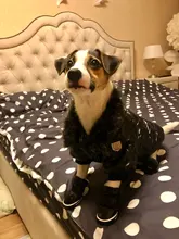 New Arrival Noble Pet Dogs Winter Vest Coat Fur Collar Russia Classic Dogs Clothing Soft