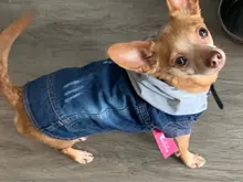 Ropa vaquera de XS-2XL para perro, abrigo para perros, ropa de cachorro, pantalones vaqueros para perro, chaqueta, chaleco abrigo para perro, trajes para cachorro, ropa para gato