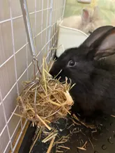De acero inoxidable Pet conejo de juguete ronda esfera a prescindir de ejercicio colgando paja bola para Guinea cerdo Hamster rata
