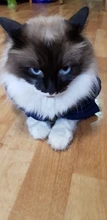 Invierno ropa para gato mascotas ropa de cachorros y perros sudaderas con capucha para pequeño mediano perros gato gatito Kitty trajes gatos abrigos chaquetas trajes