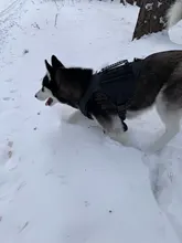 Vest Dog-Harness German-Shepherd Dogs Pet-Military-Training Molle Tactical Medium 