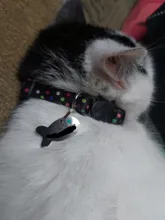Cats Collar Necklace Bell Breakaway Kitty Custom Quick-Release Safety Personalized Puppy