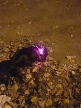 Leash Light-Up Pet-Collar Luminous Adjustable LED 1pcs High-Quality