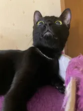 Pet-Collars-Products Puppy Dog-Collar Rhinestone Bling Princess Cute M Cat Small