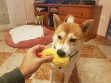 Japanese Fried Shrimp Tempura Dog Pet Chew Bite Squeaky Toy Cute Stuffed