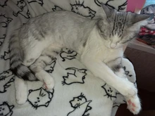 Dog Clipper Shaver-Machine Pet-Hair-Trimmer Grooming Electric Professional Rechargeable