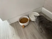 Pet-Bowl Dog-Accessories Feeding-Supplies Puppy Water-Feeder Cat Ceramic Dog-Food Durable