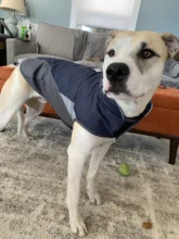 Ropa de perro mascota reflectante, chaqueta para perro impermeable, chaleco para cachorro, traje cálido, XS-XXXL para perros grandes