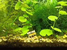 Ornament Decoration-Accessories Aquarium-Decoration Treasure-Box Landscape Sea-Bottom