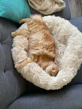 Camas redondas para gatos, casa de felpa suave y larga, La mejor cama de perro para canasta para perros, productos para mascotas, cojín, cama para gato, esterilla para animales, sofá para dormir