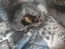 Pet bed for Cats Dogs Soft Nest Kennel Bed Cave House Sleeping Bag Mat Pad Tent Pets