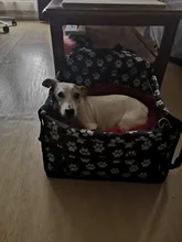 Seat Transport Front-Seat-Protection Pet-Car CAWAYI Kennelwaterproof Portable Cat-Dog