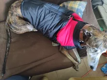 Ropa de perro grande invierno cálido mascota chaleco chaqueta impermeable perro abrigo ropa para perro grande Bulldog Golden Retriever ropa