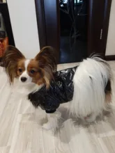 New Arrival Noble Pet Dogs Winter Vest Coat Fur Collar Russia Classic Dogs Clothing Soft