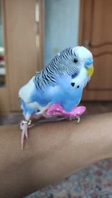 Anillo con forma de pájaro para mascota, Paloma, loro, anillo con forma de pájaro para actividades de entrenamiento al aire libre, anillo con apertura para el pie, accesorios, suministros para aves 1 Uds.