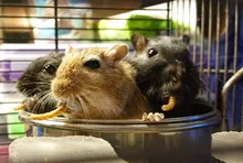 Food-Feed-Sticks Shrimp Aquarium Turtle Dried Fish Reptile Fish-Food YEE Mealworm Tortoise