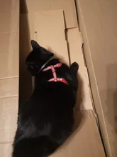 Arnés para gato, Collar de perro, correa ajustable de nailon para mascotas, tracción para gatos, gatos, cuello Halter, productos para gatos, cinturón reflectante para mascotas