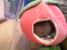 House Chinchilla Hammock-Cage Nest Hamster Sugar Glider Animal-Swing Hide Cute Sleeping-Bed