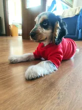 Clothing Sweater Small-Dog-Jersey Poodle Chihuahua Winter Dogs for Pet-Cats Warm Autumn