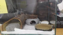 Pet-Bowls Pet-Accessories Lizard-Feeding Water-Dish Reptile-Tortoise Gecko-Snakes Amphibians