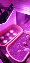 LED Grow Floodlight Seeding Plants-Tent Flower Phyto-Box Range-Lamp Light-Phytolamp Outdoor