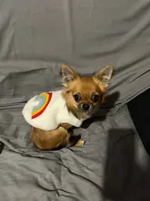 Costume Puppy-Clothes Love-Rainbow-Vest PETCIRCLE Pet-Cat Dog Winter New Fit And Four-Color