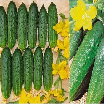 

Seeds cucumber Far East 5gr