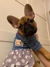 Dog-Dress Dogs-Skirt Yorkshire Summer Chihuahau Dot 