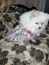 Dress Costume Dog-Puppy-Clothes PET PETCIRCLE Small Dog Classic Check Fit Pet-Cat All-Seasons