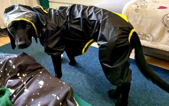 Cute Double Raincoat - Raincoat For Dog And Owner photo review