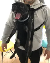 Portador de mascotas Mochila para el frente del perro Mochila de cinco agujeros Mochila para perros Portador al aire libre Bolso de mano Soporte de honda Malla Gato Portador para perros