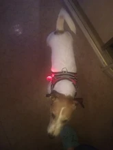 Perro suministros nailon mascota perros arnés Collar de Pet de alta calidad productos harnais pour chie para grandes Grande Mediano pequeño arnés de perro