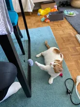 Cat-Toy Lifting-Ball Interactive Electric Funny Flutter