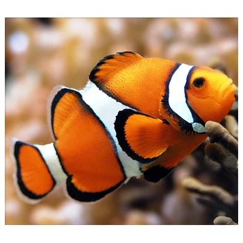 

Аж-1061 Diamond painting "Diamond painting" 'fish clown', 20*18 cm