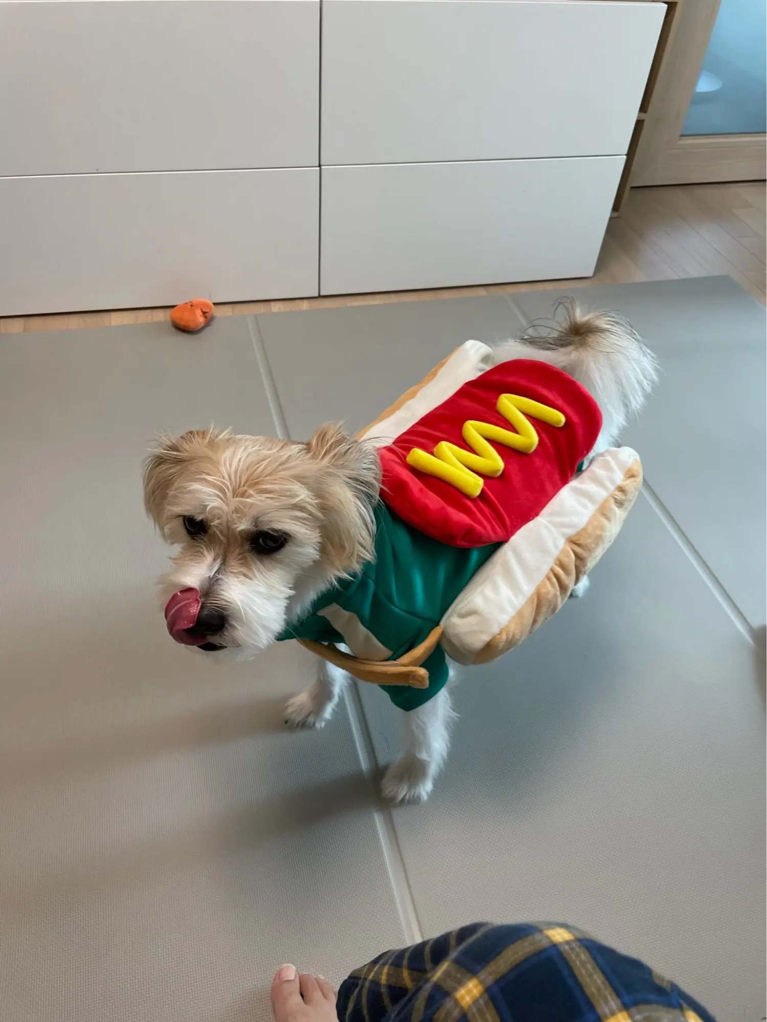 Ottoman Dog Beauty And The Beast Telegraph