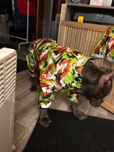 Mono impermeable para perro mascota, ropa impermeable para exteriores, mono con capucha para perros pequeños y grandes, capa impermeable, Bulldog francés