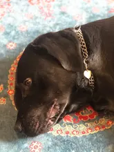 Personalized Engraved Cat Dog Pet ID Tag Dog Anti-lost Collar Charm Pet Name Collar Puppy