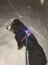 Led-Light Backpack Harness Collar Truelove Safety for Pet-Wear with Water-Resistant And