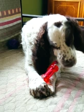 Cuerda para perro de compañía de algodón para masticar, juguete para mascotas con forma de bola de hueso, nudos, limpieza de dientes para perros pequeños, medianos y grandes, 5 tipos