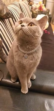 Collar con huellas de gato para hombre, Gargantilla con incrustaciones de diamante para perro, Collar elástico de Color variado para perro y gato, joyería