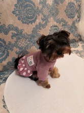 Dog-Dress Dogs-Skirt Yorkshire Summer Chihuahau Dot 