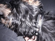 Dog-Collar Dogs Pink Customized Engraved Yorkies Chihuahua for Small