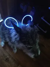 Leash Light-Up Pet-Collar Luminous Adjustable LED 1pcs High-Quality