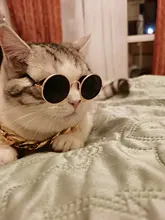 Necklace Pet-Accessories Photos-Props Cat-Chain Kitten Show-Off-Collar Gold Puppy Dogs