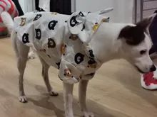 Clothing Bulldog-Clothes Corgi Raincoat Poodle Pug Bichon French Waterproof for Schnauzer